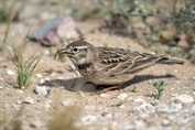 10923 Greater Short-toed Lark