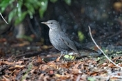 10936 Common Blackbird