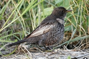 10938 Ring Ouzel