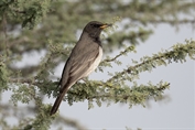 10941 Black-throated Thrush