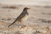 10943 Black-throated Thrush