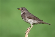 10944 Black-throated Thrush