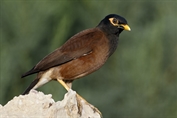 10949 Common Myna