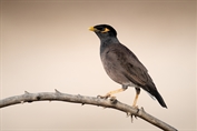 10950 Common Myna