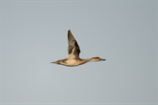 10953 Northern Pintail
