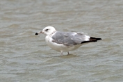 10955 Caspian Gull