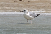 10956 Caspian Gull