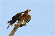10958 Bonelli's Eagle