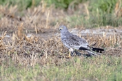 10961 Pallid Harrier