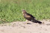 10962 Pallid Harrier