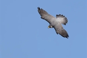 10963 Peregrine Falcon