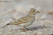 10964 Turkestan Short-toed Lark