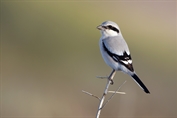 10965 Steppe Grey Shrike