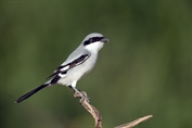 10967 Arabian Grey Shrike
