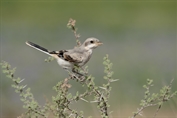 10968 Arabian Grey Shrike