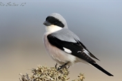 10971 Lesser Grey Shrike