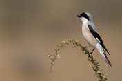 10972 Lesser Grey Shrike
