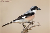 10973 Lesser Grey Shrike