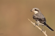 10974 Lesser Grey Shrike