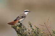 10977 Red-tailed Shrike