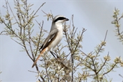 10978 Red-tailed Shrike