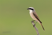 10979 Red-tailed Shrike