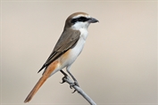 10980 Red-tailed Shrike