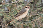 10981 Red-tailed Shrike