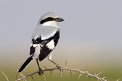 10982 Steppe Grey Shrike
