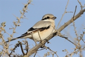10983 Steppe Grey Shrike