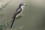 10985 Masked Shrike