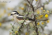 10986 Masked Shrike