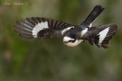 10987 Masked Shrike