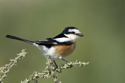 10988 Masked Shrike