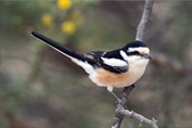 10989 Masked Shrike