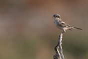 10990 Masked Shrike