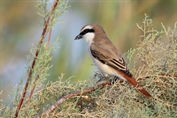 10992 Red-tailed Shrike