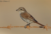 10993 Red-backed Shrike
