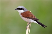 10994 Red-backed Shrike