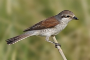 10995 Red-backed Shrike