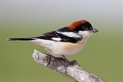 10997 Woodchat Shrike