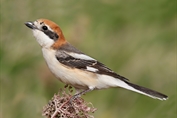 10998 Woodchat Shrike