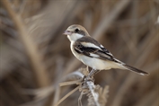 10999 Woodchat Shrike