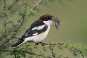 11000 Woodchat Shrike