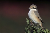 11001 Daurian Shrike