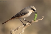 11003 Daurian Shrike