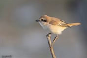 11004 Daurian Shrike