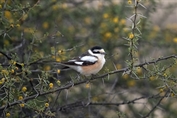 11005 Masked Shrike