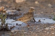 11007 Oriental skylark