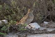 11008 Oriental skylark